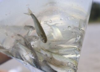 Liberan de 10 mil peces acúmara en el Lago de Pátzcuaro