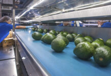 México fortalecen la cadena de exportación de aguacate a Estados Unidos