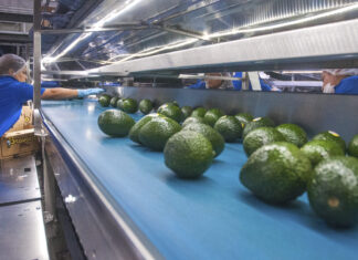 México fortalecen la cadena de exportación de aguacate a Estados Unidos