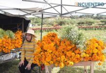 Productores ofertan la flor de cempasúchil en la glorieta del retorno a Tarímbaro
