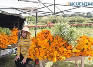 Productores ofertan la flor de cempasúchil en la glorieta del retorno a Tarímbaro