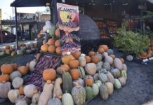 Entre calabazas y aromas de leña, Luis Castolo emprende a pie de carretera en La Goleta