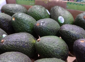 Precio del aguacate está castigado; urge abrir nuevos mercados: Ramírez Bedolla